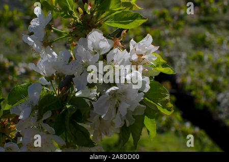 Cerisiers en fleurs dans la Vallée de Jerte, Cáceres, Espagne. Libre d'une branche d'un cerisier. Banque D'Images