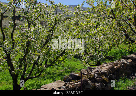 Cerisiers en fleurs dans la Vallée de Jerte, Cáceres, Espagne. Focus sélectif dans les branches des cerisiers. Banque D'Images