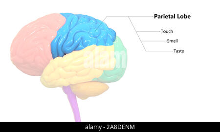 Organe central du système nerveux humain Anatomie lobes du cerveau Banque D'Images