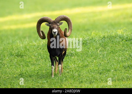 Mouflon mâle bélier à longues cornes debout sur une prairie avec de l'herbe verte en été Banque D'Images