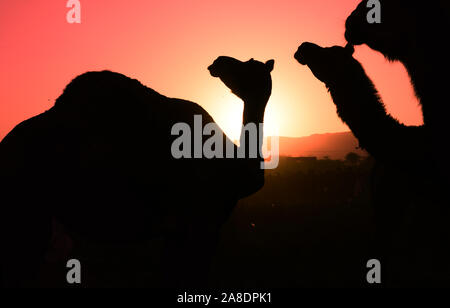 Silhouette de chameau sur le coucher du soleil au cours de Pushkar Camel juste dans l'état indien du Rajasthan. Photo/Sumit Mamadou Diop Banque D'Images