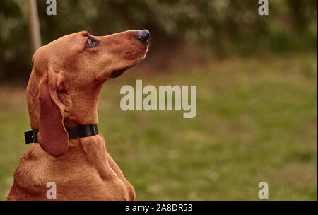 Chien teckel Banque D'Images