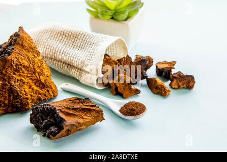 Vue latérale du chaga mushroom naturel sauvage, l'Inonotus obliquus poudre et morceaux pour faire du thé et café sur fond bleu clair. Usine de plantes en bonne santé Banque D'Images