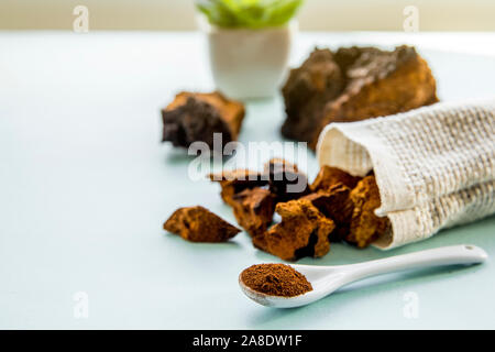 Vue latérale du chaga mushroom naturel sauvage, l'Inonotus obliquus poudre et morceaux pour faire du thé et café sur fond bleu clair. Usine de plantes en bonne santé Banque D'Images