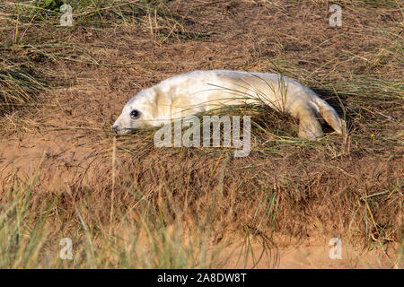 Les phoques gris sur la plage de Donna Nook Banque D'Images