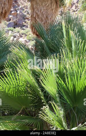 Le sud du désert de Mojave juvéniles de Washingtonia filifera, communément Fan Palm Desert, pousser sous des modèles adultes dans 49 Palms Oasis. Banque D'Images