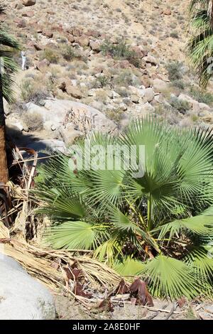 Le sud du désert de Mojave juvéniles de Washingtonia filifera, communément Fan Palm Desert, pousser sous des modèles adultes dans 49 Palms Oasis. Banque D'Images