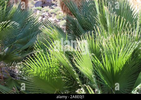 Le sud du désert de Mojave juvéniles de Washingtonia filifera, communément Fan Palm Desert, pousser sous des modèles adultes dans 49 Palms Oasis. Banque D'Images