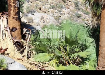 Le sud du désert de Mojave juvéniles de Washingtonia filifera, communément Fan Palm Desert, pousser sous des modèles adultes dans 49 Palms Oasis. Banque D'Images