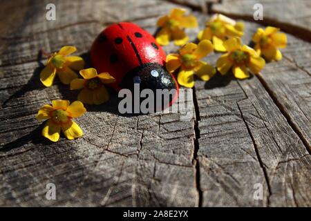 La photo montre une coccinelle avec des fleurs jaunes sur sol en bois Banque D'Images