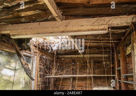 Ancien abri de jardin intérieur avec des planches de bois pourri, les trous dans la toiture et la végétation venant en Banque D'Images