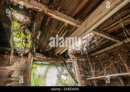 Ancien abri de jardin intérieur avec des planches de bois pourri, les trous dans la toiture et la végétation venant en Banque D'Images