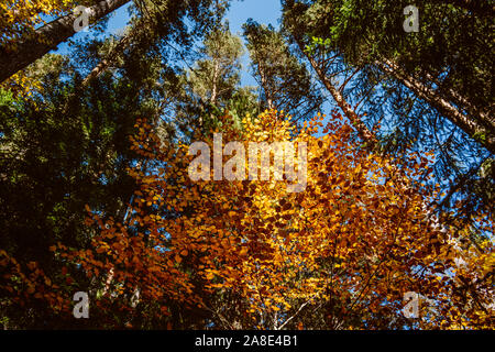 Arbre à feuilles caduques de l'automne avec des feuilles de couleur jaune doré, illuminée par le soleil, entouré de grands pins. Vue de dessous de la cime des arbres. Banque D'Images