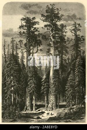 'Les grands arbres - Mariposa Grove", 1872. Séquoias Géants de Yosemite National Park, Californie, USA, Wawona. À partir de "l'Amérique pittoresque ; ou, le pays dans lequel nous vivons, une délimitation par Stylo et crayon sur les montagnes, les rivières, les lacs...avec des illustrations sur l'acier et le bois par d'éminents artistes américains" tome I, édité par William Cullen Bryant. [D. Appleton et Company, New York, 1872] Banque D'Images