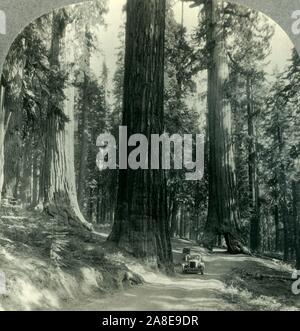 "Le Tunnel Wawona, arbre et forêt environnante, Mariposa Grove, Yosemite Nat. Park, Californie', c1930s. À partir de la "Tour du monde". [Keystone View Company, Meadville, Pennsylvanie, New York, Chicago, Londres] Banque D'Images