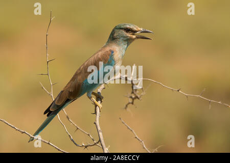 Coracias garrulus European (rouleau) Banque D'Images