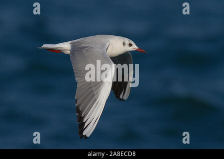 Mouette rieuse (Chroicocephalus ridibundus) en vol Banque D'Images