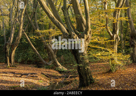 La forêt d'Epping. Les arbres étêtés charme lumineux avec feuillage d'automne dans les galeries de stand golden les feuilles tombées. Banque D'Images