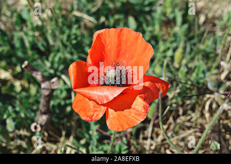 Poppy Day est le Jour du souvenir en UK et hommage aux anciens combattants des forces armées concept Banque D'Images
