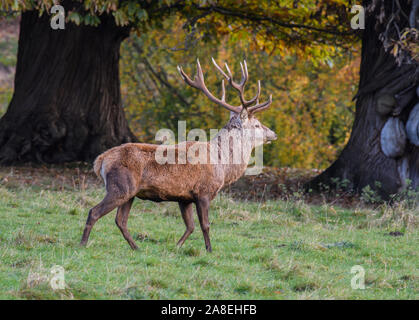 Red Deer à Studley Royal Park Banque D'Images