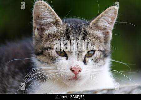Un petit chat est assis sur le toit en été Banque D'Images