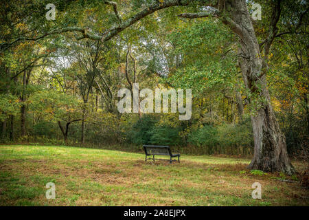 Un seul banc dans le parc sous une grosse branche d'un vieil arbre penché apporte de l'ombre par une belle journée ensoleillée en automne Banque D'Images