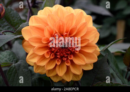 Dahlia. David Howard. Libre de fleur orange. Banque D'Images