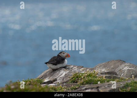 Macareux moine (Fratercula arctica adultes) reposant sur des rochers au bord de la falaise, à l'île de mai, Ecosse, Royaume-Uni. Banque D'Images