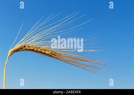Ein Getreidefeld mit Gerste wartet auf die Ernte. Symbolfoto für Landwirtschaft und gesunde Ernährung, Einzelne, Ähre Nahaufnahme, Banque D'Images