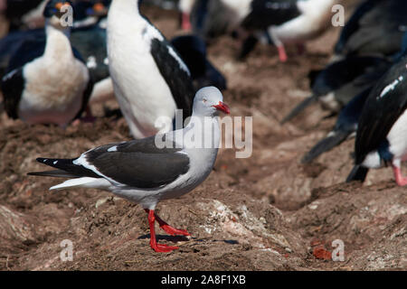 (Leucophaeus scoresbii Dolphin Gull) les charognards autour du bord d'une grande colonie de nidification de l'Imperial Shag Phalacrocorax atriceps albiventer () Banque D'Images