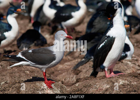 (Leucophaeus scoresbii Dolphin Gull) les charognards autour du bord d'une grande colonie de nidification de l'Imperial Shag Phalacrocorax atriceps albiventer () Banque D'Images