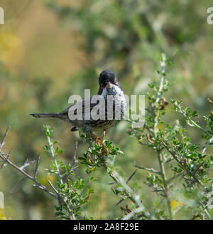 Chypre masculin orangée (Sylvia melanothorax) dans un petit arbuste sur l'île de Chypre. Banque D'Images