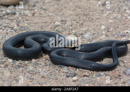 Fouet Dolichophis (serpent noir jugularis) sur l'île de Chypre. Banque D'Images