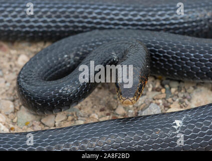 Fouet Dolichophis (serpent noir jugularis) sur l'île de Chypre. Banque D'Images