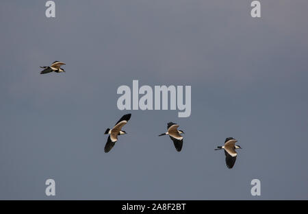 4 Spur-Winged vanneaux (Vanellus spinosis) en vol, de Chypre, de la Grèce. Banque D'Images