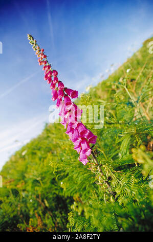 Guernesey. Fleurs sauvages. Close up de la digitale de plus en plus. Banque D'Images