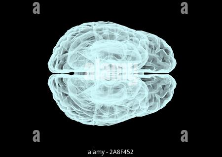 Modèle anatomique du cerveau humain de rendu 3D Banque D'Images