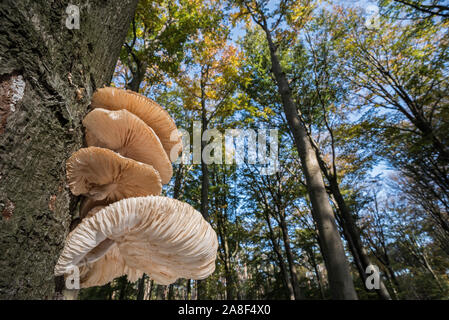 Grappe de tasses de champignons (Collybia mucida Oudemansiella mucida /) sur le tronc de l'arbre dans la forêt d'automne montrant le dessous Banque D'Images