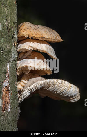 Grappe de tasses de champignons (Collybia mucida Oudemansiella mucida /) sur le tronc de l'arbre dans la forêt d'automne Banque D'Images