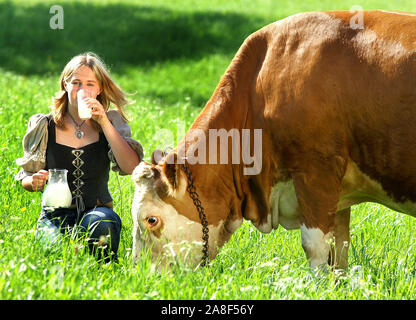 Weltmilchtag 1. Juni, Junge Frau mit Kuh trinkt Milch, 20-30, Jahre, M. : Oui Banque D'Images