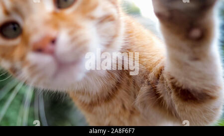 Chat roux touche sa patte et renifle l'appareil photo. Il veut flatter Banque D'Images