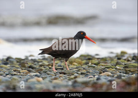 (Huîtrier Haematopus bachmani), briqueteries, Gabriola Island (Colombie-Britannique), Canada Banque D'Images