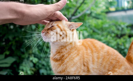 La main de l'homme mignon chat gingembre coups, gros plan Banque D'Images