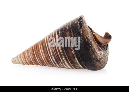 Coquillage en forme de cône isolé sur fond blanc. Photo prise par méthode d'empilage. Souvenirs de la mer marron Banque D'Images