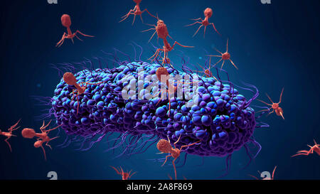 Bactérie bactériophages infectant, illustration Banque D'Images