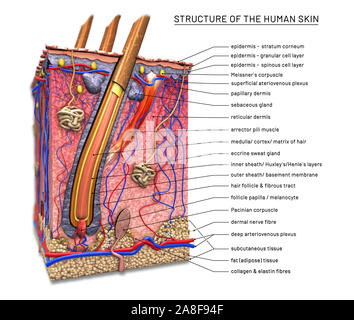 Anatomie de la peau, illustration Banque D'Images