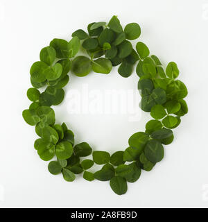 Trèfle Vert feuilles shamrock wreath border frame sur blanc. Le jour de la Saint Patrick carte postale modèle. Banque D'Images