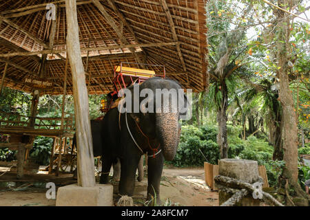 L'éléphant domestiqué et triste liée debout avec selle. Banque D'Images