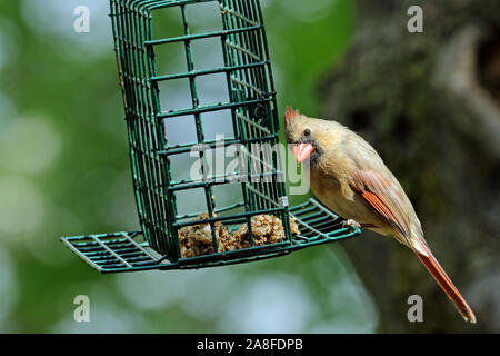 Une femelle cardinal rouge (Cardinalis cardinalis) manger des friandises séchées un ténébrion meunier du gâteau à un jardin mangeoire pour oiseaux au printemps Banque D'Images
