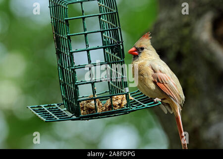 Une femelle cardinal rouge (Cardinalis cardinalis) manger des friandises séchées un ténébrion meunier du gâteau à un jardin mangeoire pour oiseaux au printemps Banque D'Images